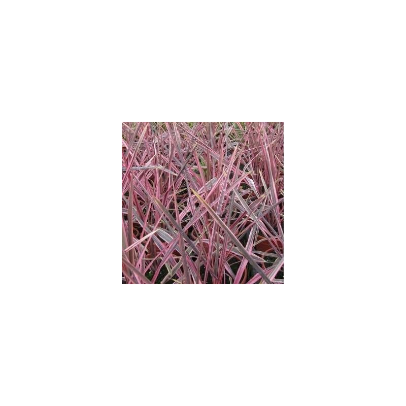 Cordyline de Banks Electrik Pink® 'Sprilecpink'/Pot de 4L