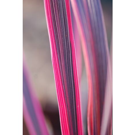 Cordyline 'Electric Pink' Taille du pot - Pot de 3 Litres