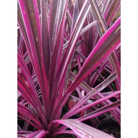 LE JARDIN DU PIC VERT Cordyline 'Pink Passion' Pot de 2L/3L