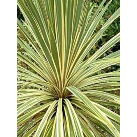 Cordyline 'Torbay Dazzler' Pot de 4L/5L