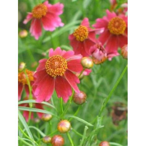 Coréopsis à feuilles en aiguilles 'Ruby Red' Godet de 8/9 cm