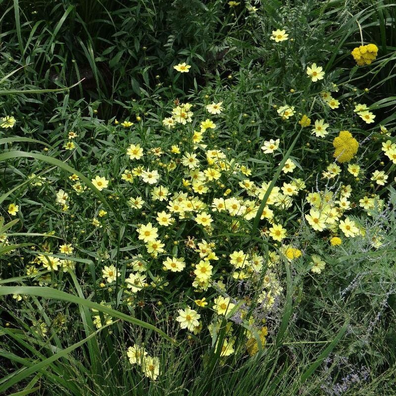 Coréopsis Full Moon® | Conditionnement: Lot de 5 godets