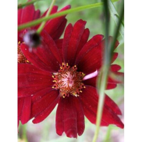 Coréopsis 'Limerock Ruby' Pot de 2L/3L