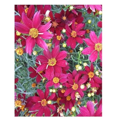 Coréopsis 'Red satin' Godet de 8/9 cm