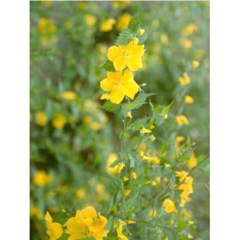 Corête du Japon 'Golden Guinea' Pot de 2L/3L