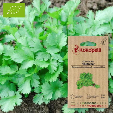 Coriandre Cultivée