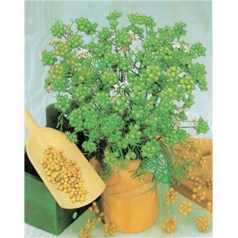 CORIANDRE - Graines de légumes - 3 G