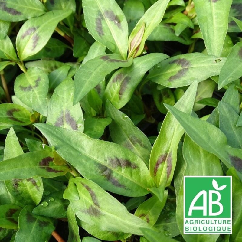 Coriandre Vietnamienne BIO/Lot de 5 godets