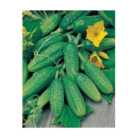 CORNICHON DIAMANT F1