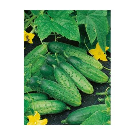 CORNICHON FIN DE MEAUX - 3 G - graines