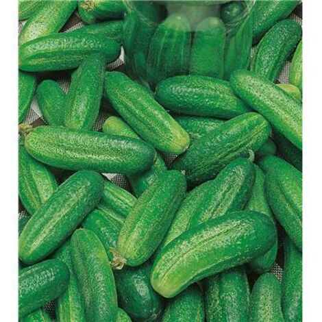 CORNICHON HOKUS - Graines de légumes - 2 G