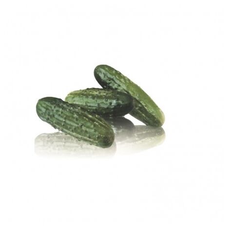 Cornichon HYB F1 Regal - 0,2g