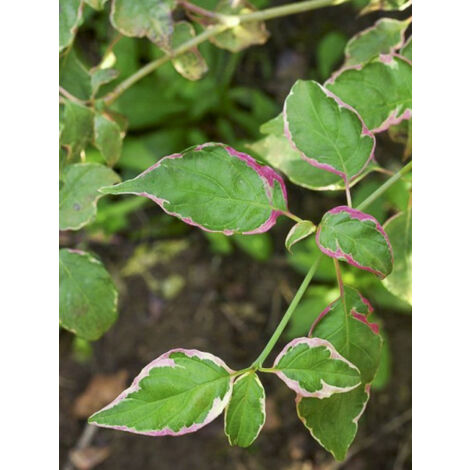 Cornouiller à feuilles alternes 'Pinky Spots' Pot de 4L/5L