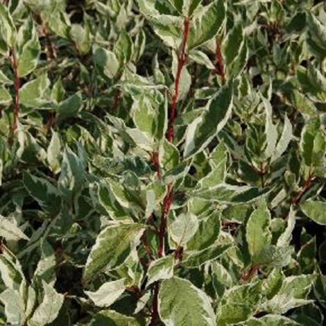 Cornouiller blanc Argenteomarginata/Pot de 4L