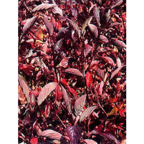Cornouiller blanc 'Kesselringii' Pot de 2L/3L