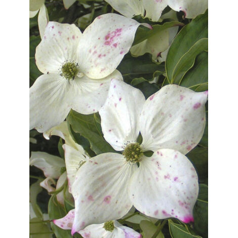 Cornouiller de Chine 'Bultink's Giant Flowers' Pot de 7,5L/10L