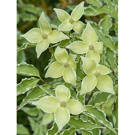 Cornouiller de Chine 'Samaritan' Pot de 4L/5L
