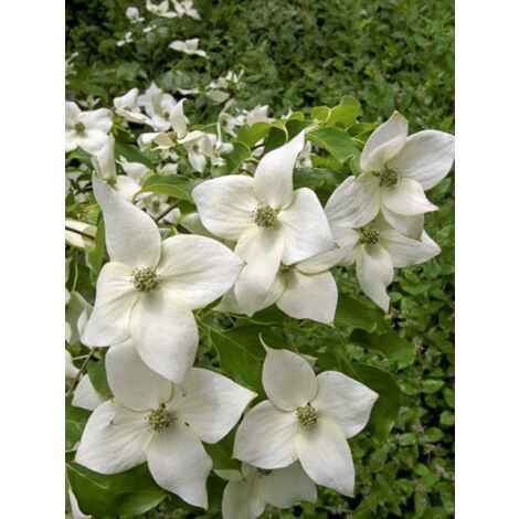 Cornouiller de Chine 'var. Chinensis Great Star' Pot de 7,5L/10L