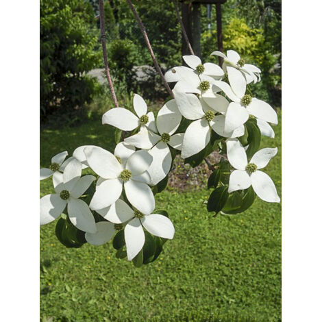 Cornouiller de Chine 'Weaver's Weeping' Pot de 6L/7L