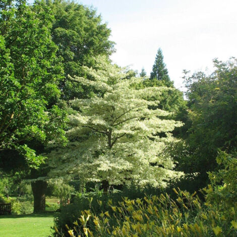 Cornouiller discuté controversa Variegata | Pot de 4L - 40/60 cm