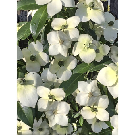 Cornouiller 'Empress of China Elsbry' Pot de 2L/3L