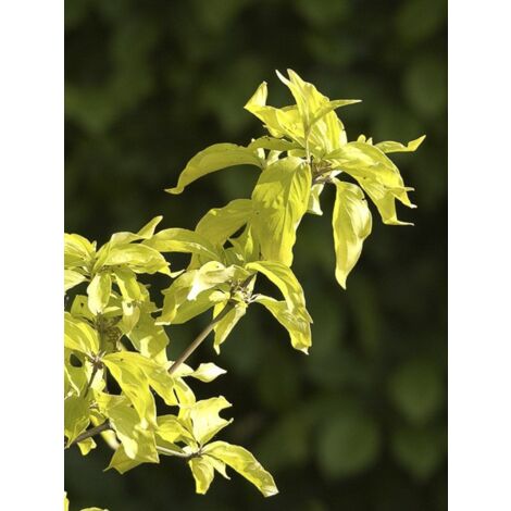 Cornouiller mâle 'Aurea' Pot de 20L/25L