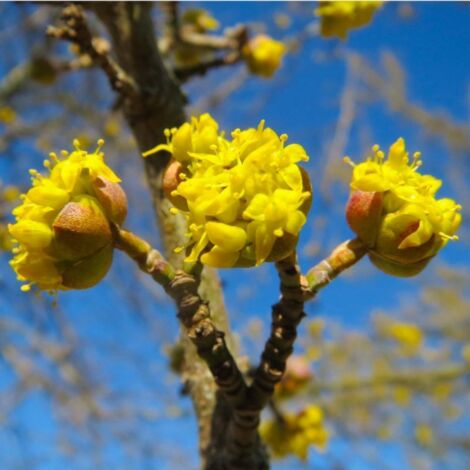 Cornouiller mâle (Cornus mas)