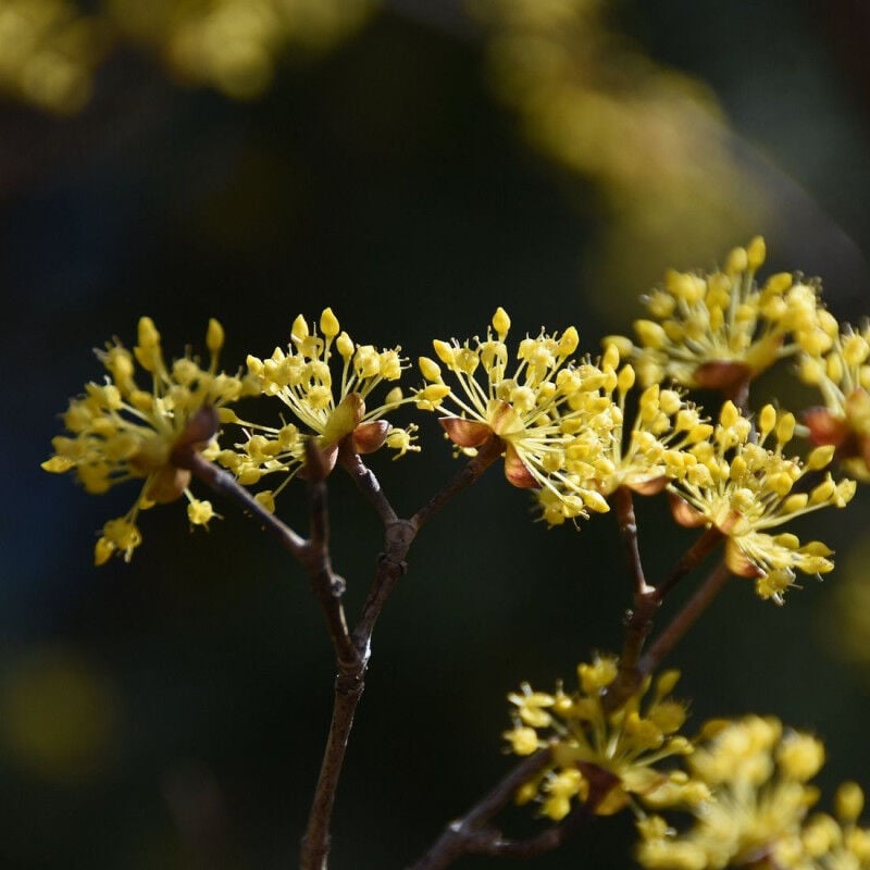 Cornouiller officinal/Pot de 4L