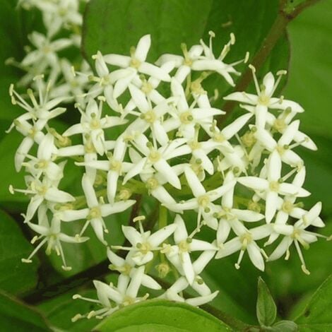 Cornouiller Sanguin (Cornus Sanguinea)