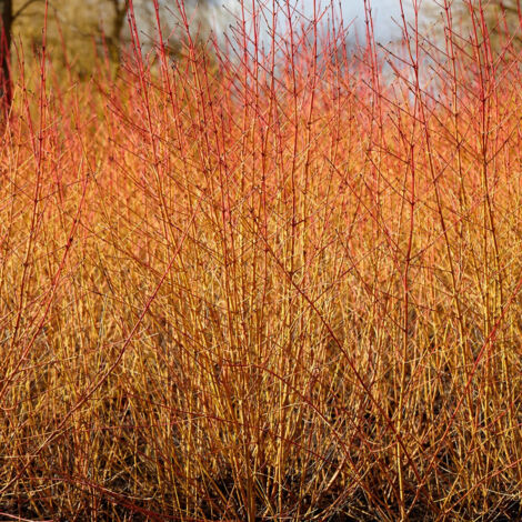 Cornouiller sanguin Midwinter Fire - Le pot de 2L. Hauteur livrée 40/60 cm. - Willemse