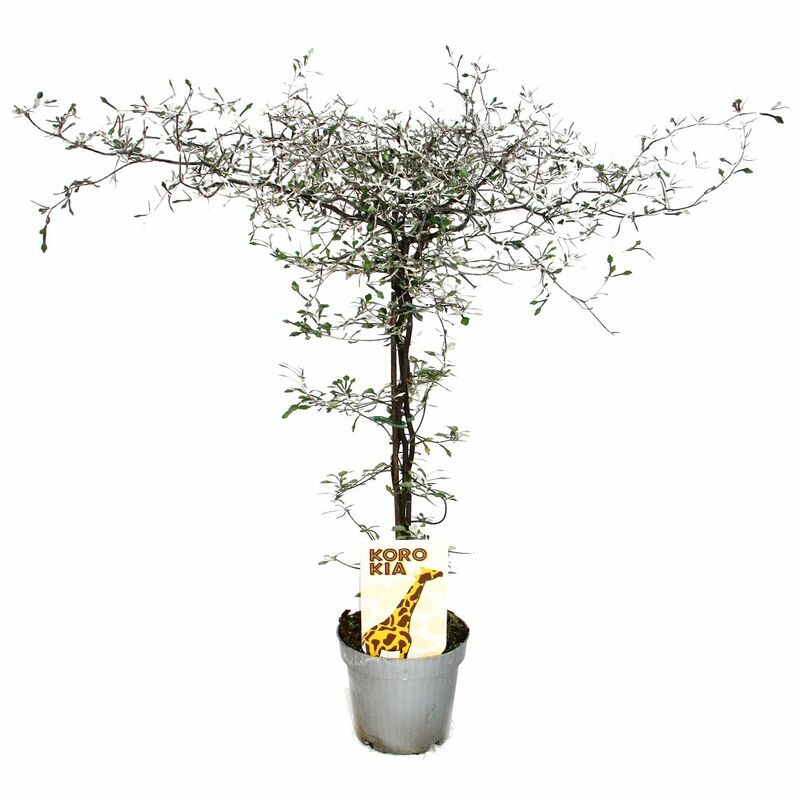 Exotenherz - Corokia cotoneaster - arbuste en zigzag - arbre à cordes