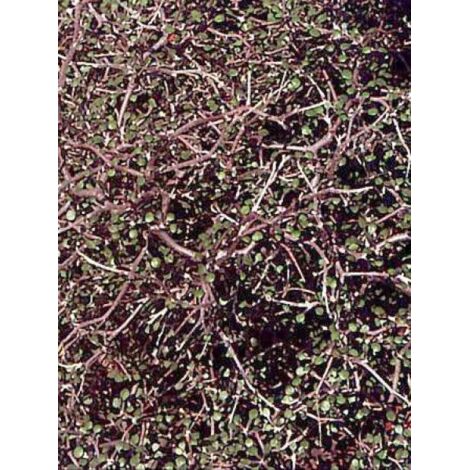 Corokie cotoneaster Pot de 1L/1,5L