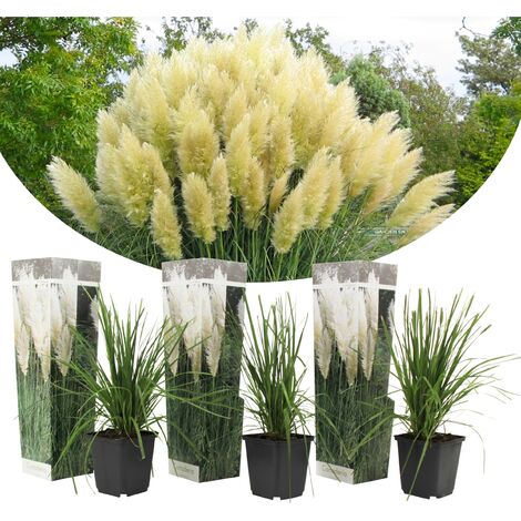 Cortaderia selloana - Set de 3 - La pampa - Blanc - Pot 9cm - Hauteur 25-40cm