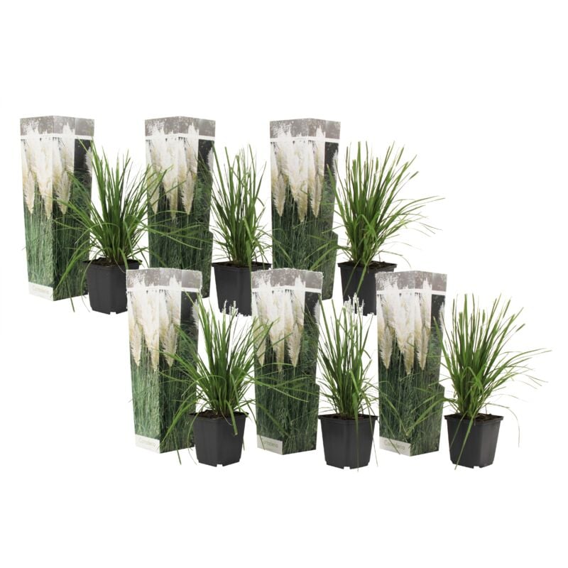 Cortaderia selloana - Set de 6 - La pampa - Blanc - Pot 9cm - Hauteur 25-40cm - Vert