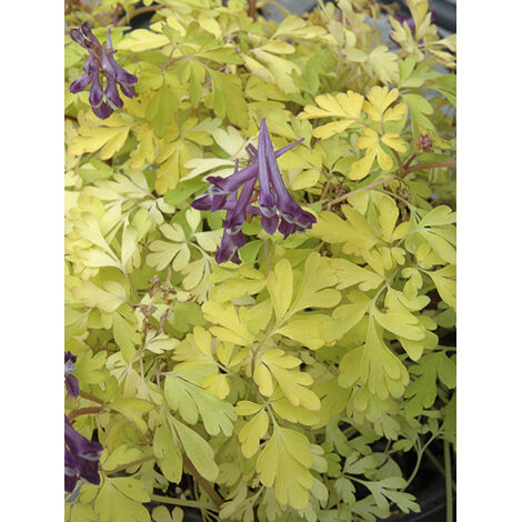 Corydale 'Berry Exciting' Godet de 8/9 cm