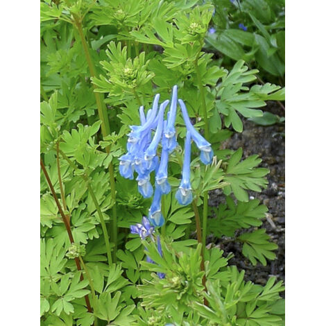 Corydale 'Craigton Blue' Godet de 8/9 cm