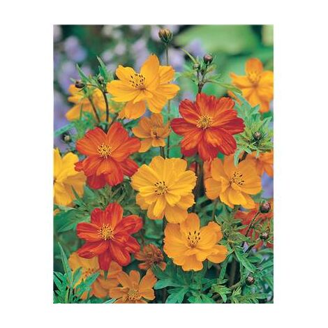 COSMOS BRIGHTLIGHTS - Graines de fleurs - 1 G