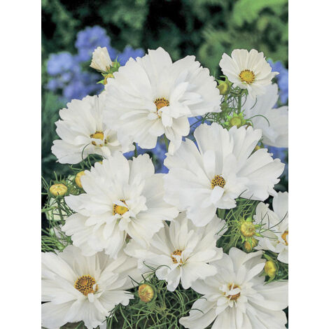 Cosmos 'Psyché White' le sachet de 100 graines (0,5g)