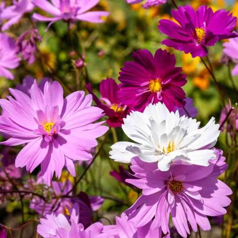 Cosmos Psychée Vilmorin