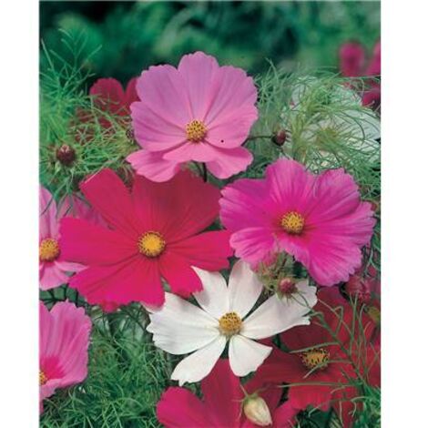 COSMOS SENSATION - Graines de fleurs - 2 G