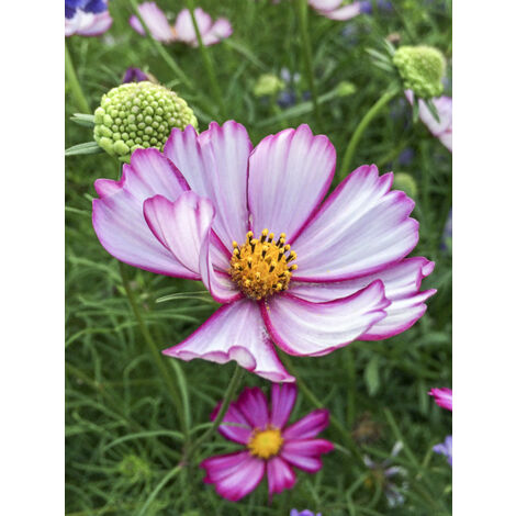 Cosmos 'Sensation Picotee' le sachet de 200 graines (1,5g)