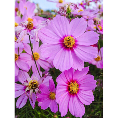 Cosmos 'Sensation Radiance' le sachet de 200 graines (1,5g)