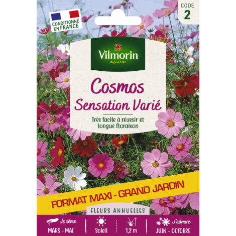 Cosmos Sensation Varié - Grand Modèle Vilmorin