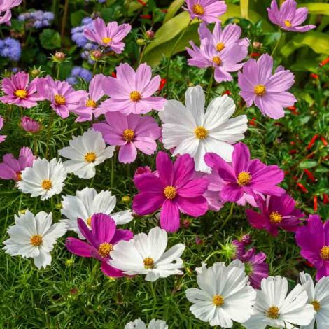 Cosmos Sensation Varié Vilmorin