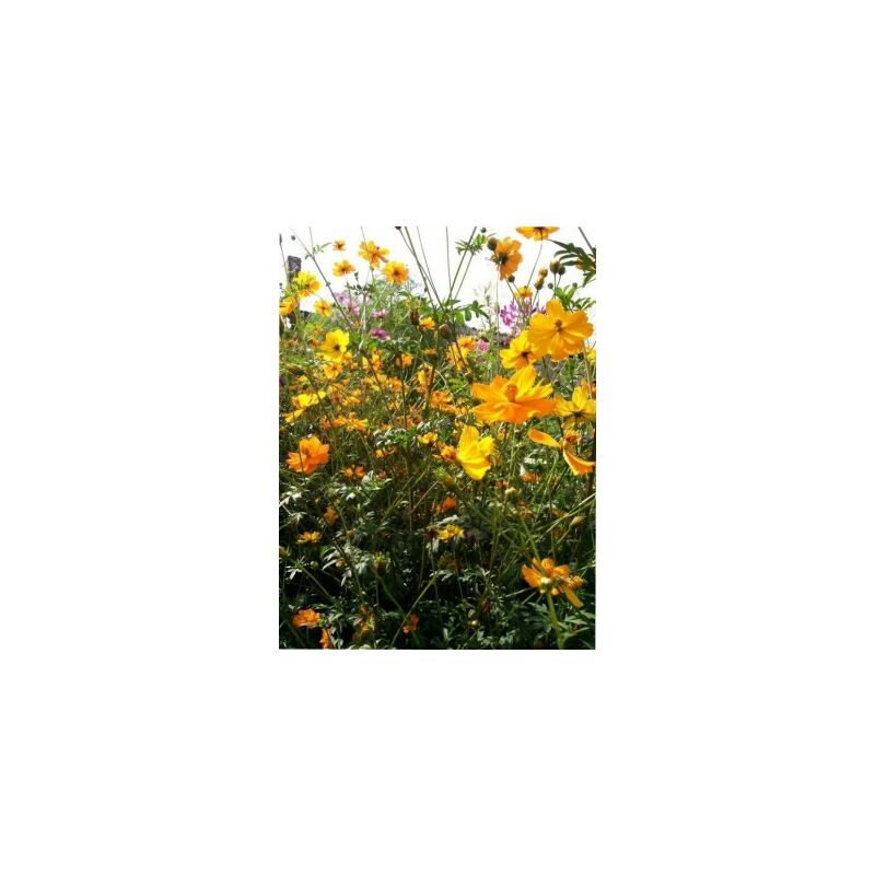 Cosmos sulphureus Brightlights - 1g