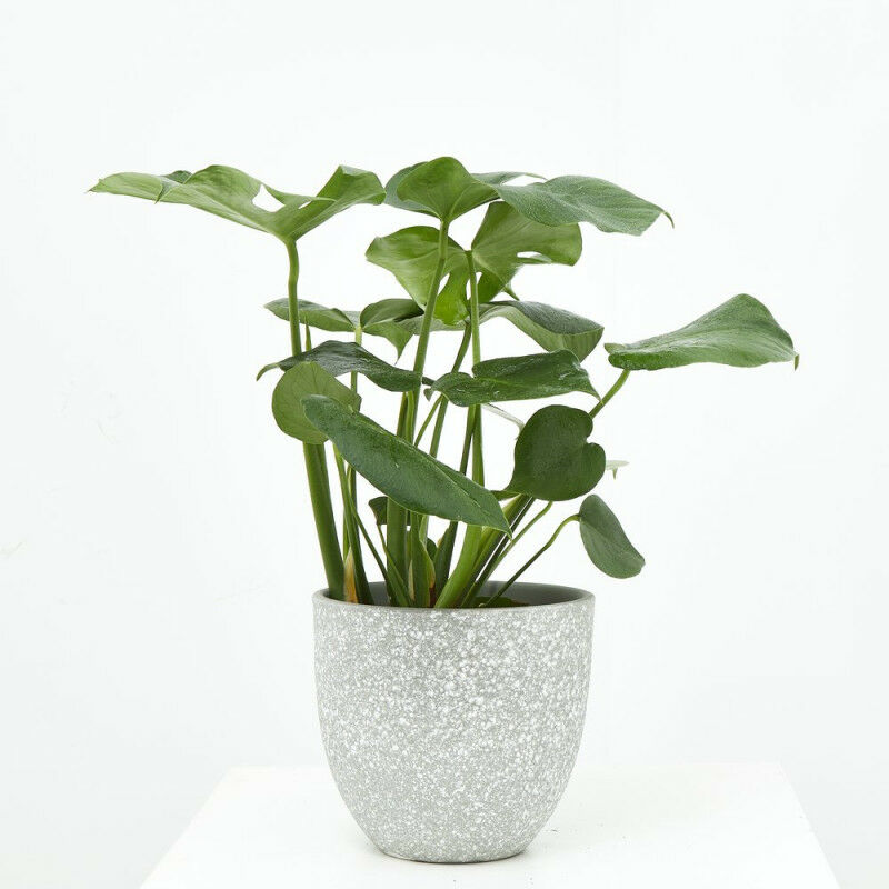 

COSTILLA DE ADAN - MONSTERA DELICIOSA - Maceta 13cm