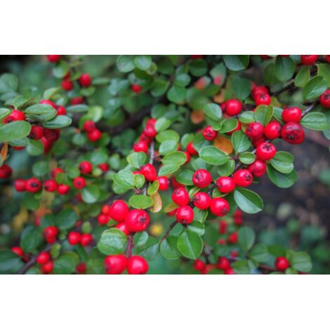 Cotognastro "Cotoneaster horizontalis" pianta tappezzante in vaso 10 cm