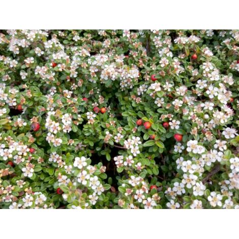 Cotognastro "Cotoneaster" pianta in vaso 2 litri