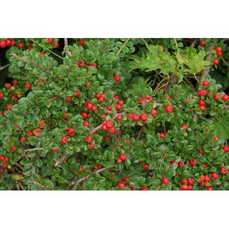 Cotognastro di Dammer "Cotoneaster dammeri Skogholm" pianta in vaso 9x9 cm