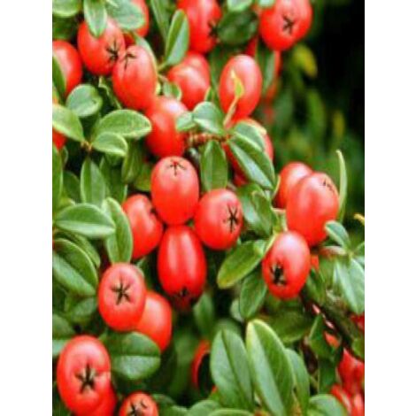 Cotonéaster 'Coral Beauty' Pot de 1L/1,5L